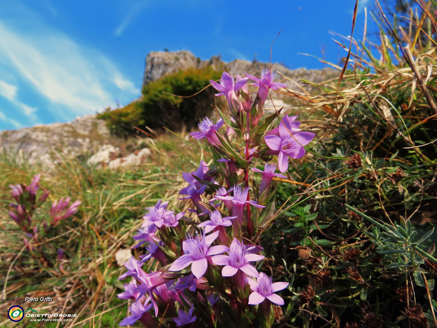 57 Gentianella anisodonta (Genzianella anisodonta) con vista sula cima rocciosa del Corno Zuccone.JPG